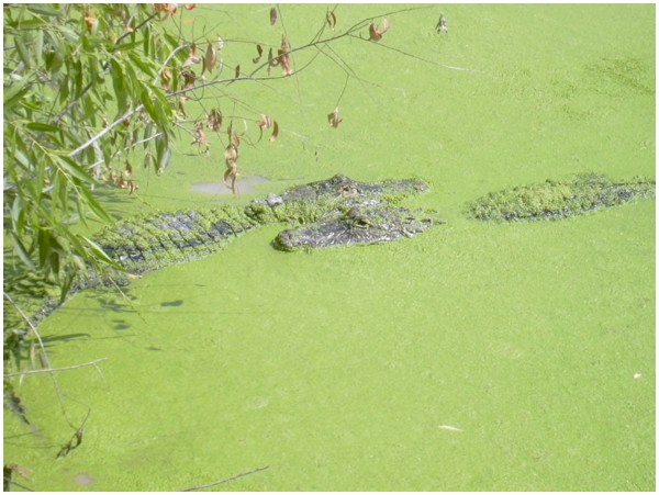Crocodiles dans le parc des Everglades
En Floride - USA
Mots-clés: Floride Everglades USA