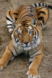 Ne bougez pas je vous ai a l'oeil ... Tigre
