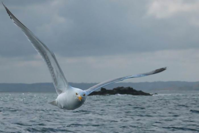 Face-à-face......
Goéland argenté pris au large de l'île Rouzic (archipel des 7 îles)
Mots-clés: Bretagne Perros Guirec archipel 7-îles Rouzic goéland argenté