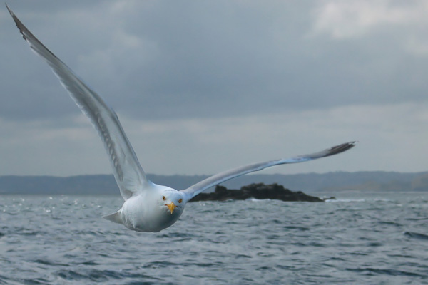 Vol du goéland argenté, île Rouzic (Archipel des 7 îles, Perros-Guirec, Bretagne)
Photo prise au large de l'île Rouzic (Archipel des 7 îles, Perros-Guirec, Bretagne)
Mots-clés: goéland Perros-Guirec