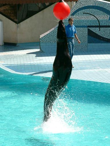 Otarie apprivoisée
Zoo de la Palmyre... L'un des plus beaux zoo d'Europe.
Le moment fatidique ou l'otarie touche le ballon rouge :)
Mots-clés: Otarie animaux zoo
