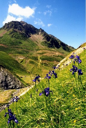 Iris (Pyrénées)
Mots-clés: fleur montagne