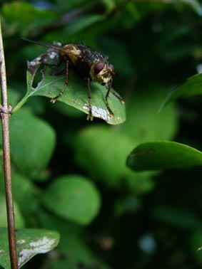 Mouche à merde
                                                         
                                                                     ..!!!!!!!..
