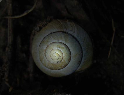 Spirale naturelle.
sans fin...
