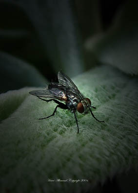 Petite mouche célebre.
dans sa petite vie sans surprise elle devient une étoile, comme la star académie cree des starts d'un jour la mouche est de retour pour le plus grand bonheur des grands et des petits !
