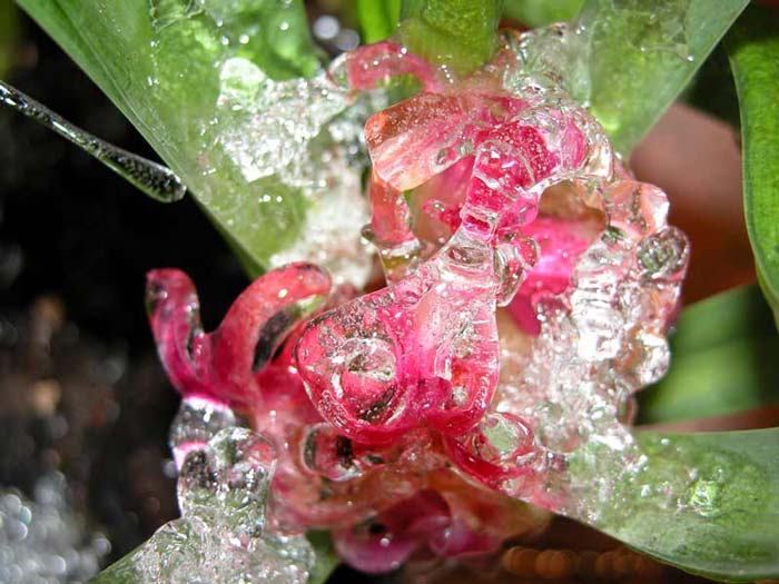 Cristal floral
Photo prise avec un Nikon Coolpix 5700 au cours de l'hiver 2000
Mots-clés: fleur insolite hiver cristal