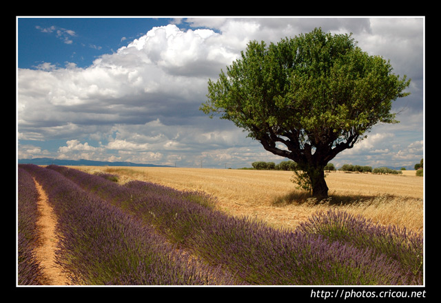 Les Lavandes en Provence, Valensole
Photo des lavandes prise sur le plateau de Valensole en Provence
Mots-clés: Provence Valensole