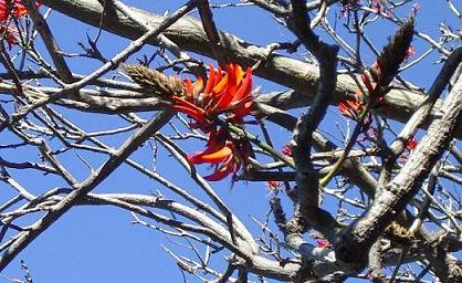Des Fleurs... mais pas de feuilles
Australie
