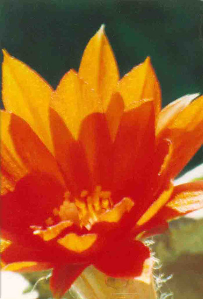 Fleur de cacté
Une si jolie fleur !
Mots-clés: Fleur de cacté