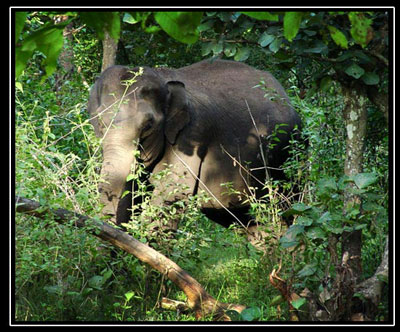 Un elephant nous observe, Nagarholé
il arrive de la jungle epaisse et hésite à sortir.....
Mots-clés: jungle elephant