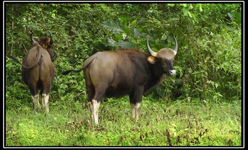 Gaurs, buffle indien
les buffles sauvages vivent dans la jungle.....en Inde, on les nomme les Gaurs.....
Mots-clés: Buffle gaur jungle