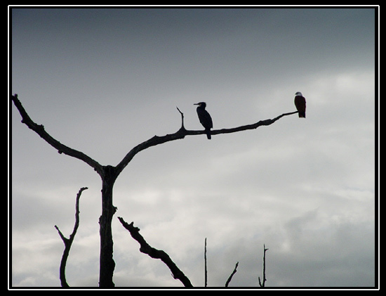Contre jour, oiseaux sur la Nagarholé
observation d'oiseaux sur la Nagarholé (riviere du serpent).....prêts à s'envoler au moindre souffle....
Mots-clés: oiseaux contre jour jungle lac eau arbre