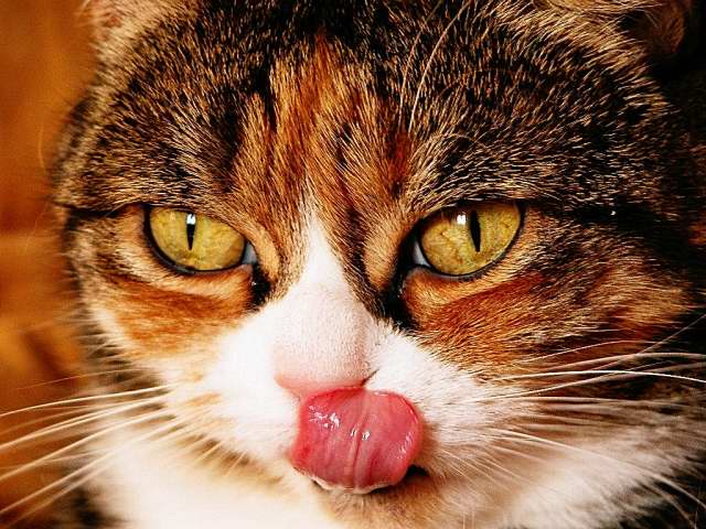 La langue de Cannelle
