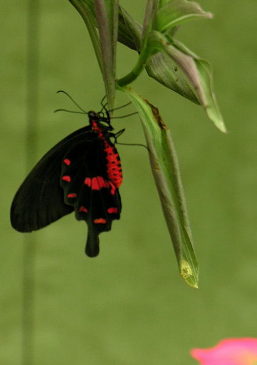 Papillon rouge et noir, Drôme provençale - juillet 2006
Mots-clés: Drôme