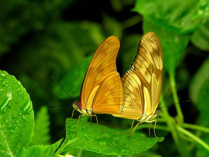 Duo de papillons jaunes, Drôme - Juillet 2006
Mots-clés: Drôme