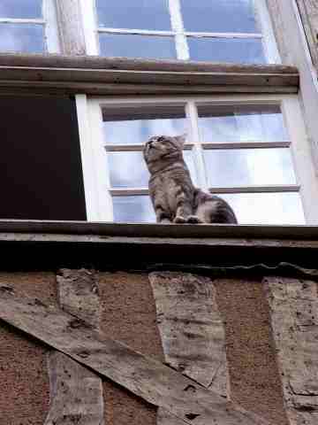 Nez en l'air dans une rue de Rennes
Au cours d'une ballade un week-end d'avril
