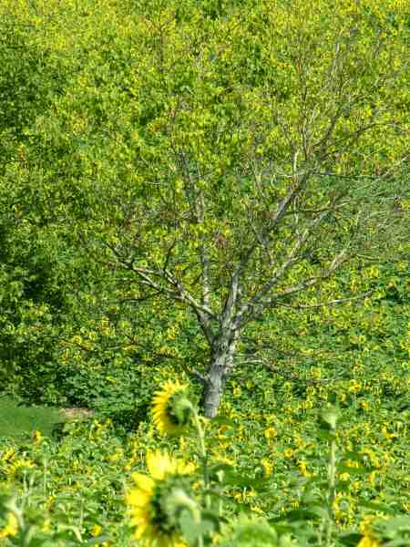 Impressions en jaune - Lot Juillet 2006
Mots-clés: Lot
