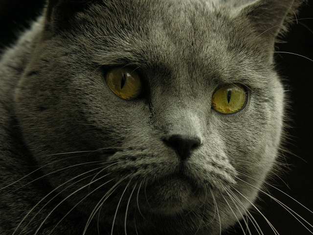 Portrait de Réglisse, chat gris
