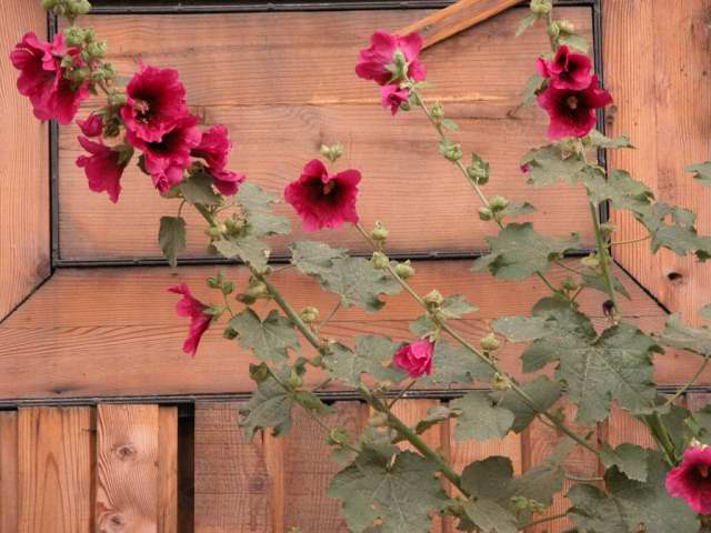 Les liserons Bansko - Bulgarie
- Août 2004
Mots-clés: Bulgarie