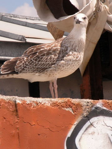 Sur la jetée
Nessebar - Bulgarie Août 2004
