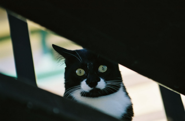 Chat sauvage de Namibie
Juillet 2003
