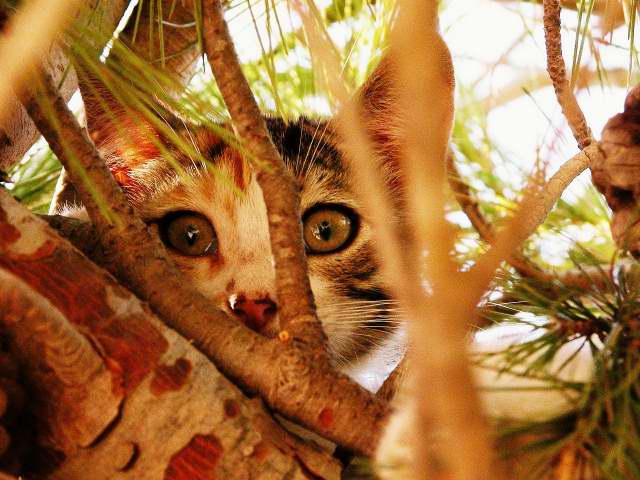 Chat sauvage de Malte (3)
Juillet 2004
