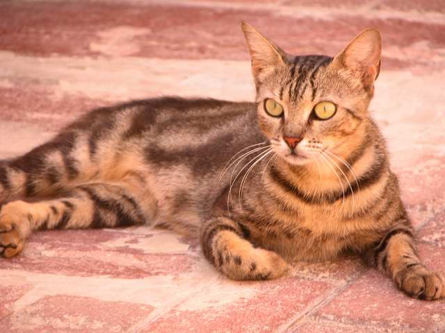 Chat sauvage de Malte (1)
Juillet 2004
