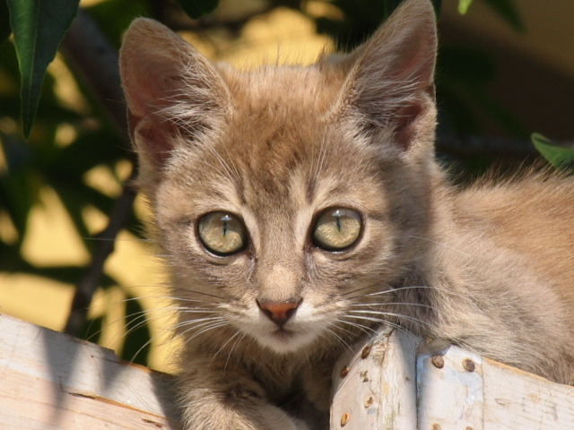 Chat sauvage de Bulgarie (3)
Août 2004
