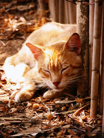 Chat sauvage de Malte (2)
Juillet 2004

