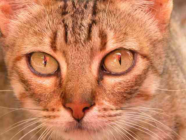 Chat sauvage de Bulgarie (2)
Août 2004
