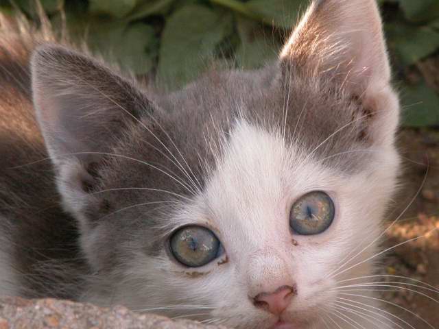 Chat sauvage de Bulgarie (1)
Août 2004
