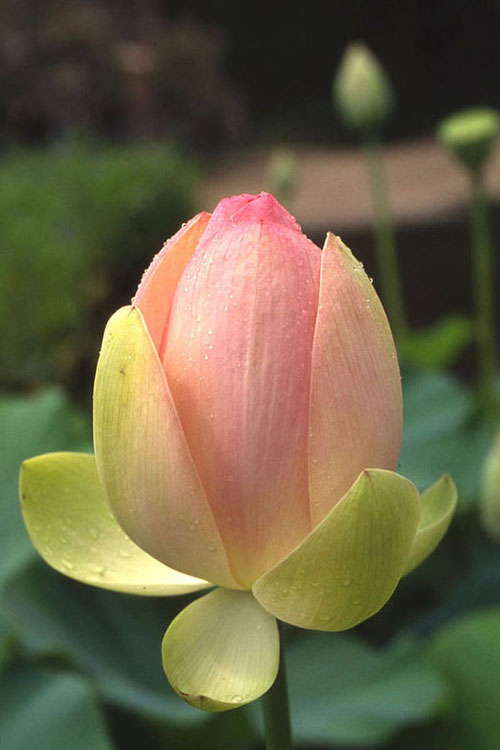 Fleur de nénuphar, bambouseraie d'Anduze, Cévennes (1992)
Photo prise à la bambouseraie d'Anduze
Mots-clés: nénuphar