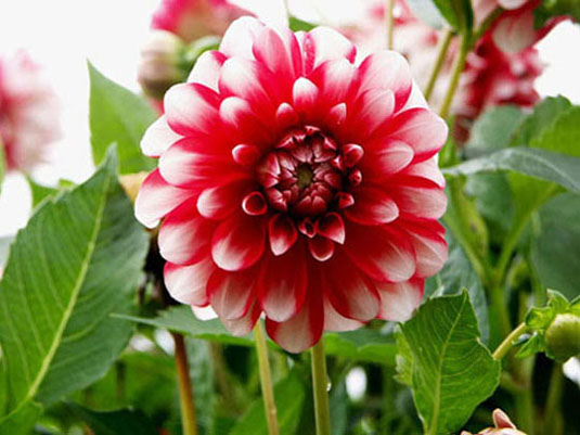 Dahlia-2 Englesqueville
Merci aux Mexicains de nous avoir fait connaître cette fleur.
Mots-clés: dahlia