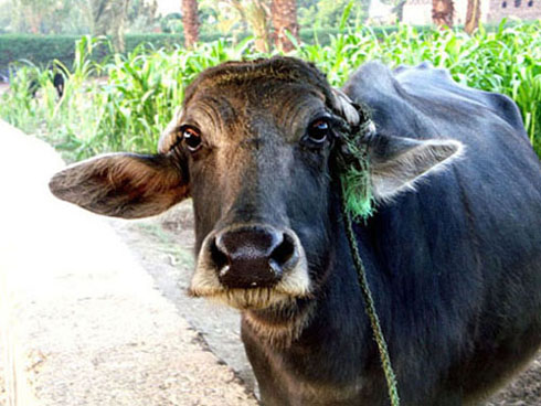 Que dites-vous ?
Le regard de cette vache rencontrée par hasard à Kom Ombo (Egypte) méritait, me semble-t-il, un petit arrêt. 
Mots-clés: animaux vache Egypte