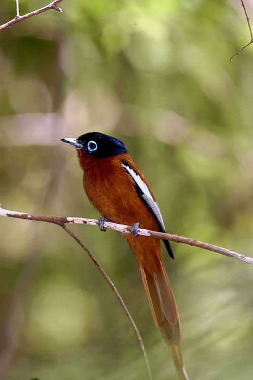 "Comme l'oiseau sur la branche"
Photo réalisée dans le parc d'Isalo (Madagascar)
Mots-clés: oiseau Madagascar