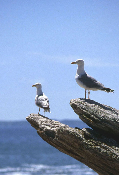 Ne vois-tu rien venir ? Mouettes sur la côte sauvage Quiberon, été 1990, France
Photo prise dans la presqu'île de Quiberon
Mots-clés: Quiberon mouettes