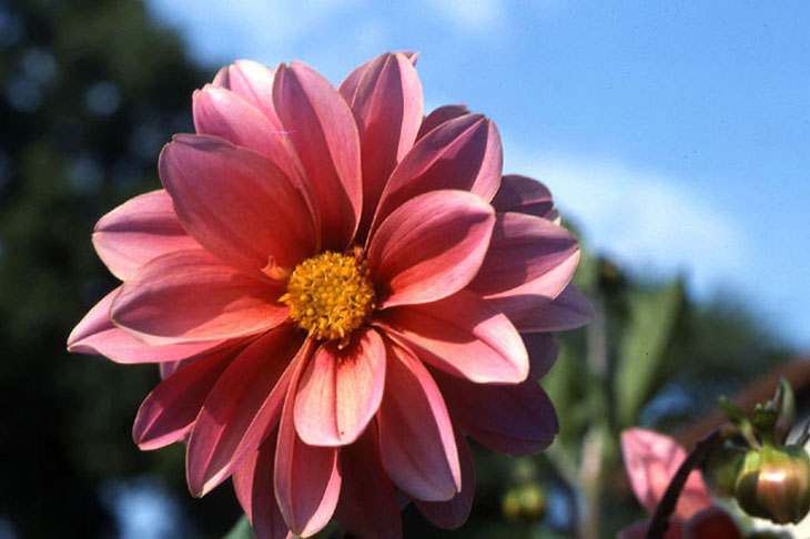 Plante ornementale Dahlia
"Plante ornementale dont les fleurs simples ou doubles ont des couleurs riches et variées" (dictionnaire Le Petit Robert)
Mots-clés: dahlia