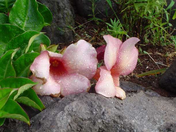 Velours
Douceur et émotion
