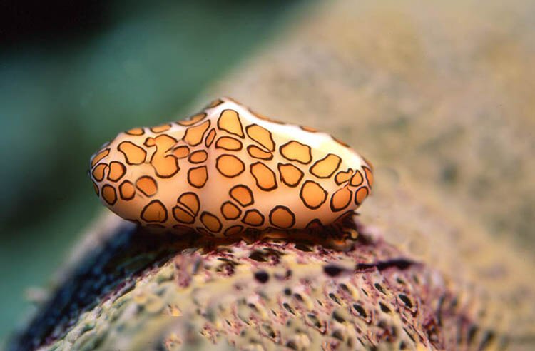 Nudibranche
