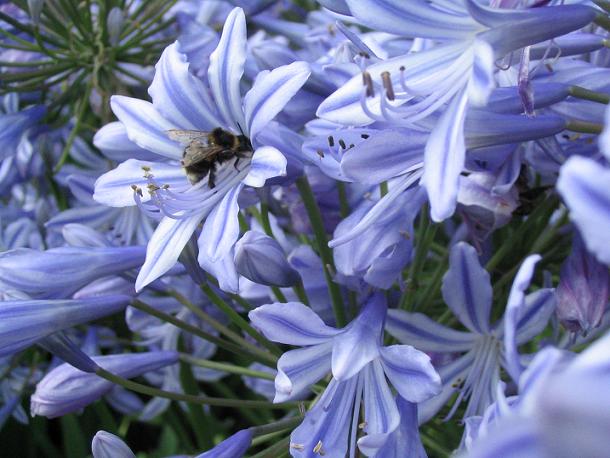 Bourdon dans fleurs bleues en Bretagne
