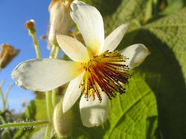Garden's flower, Fête de Noël
Mots-clés: fleur