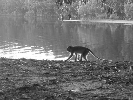 Sur les rives de Kinabatangan, singe, Malaisie Bornéo Sabah
Bornéo Sabah
Mots-clés: Bornéo Sabah