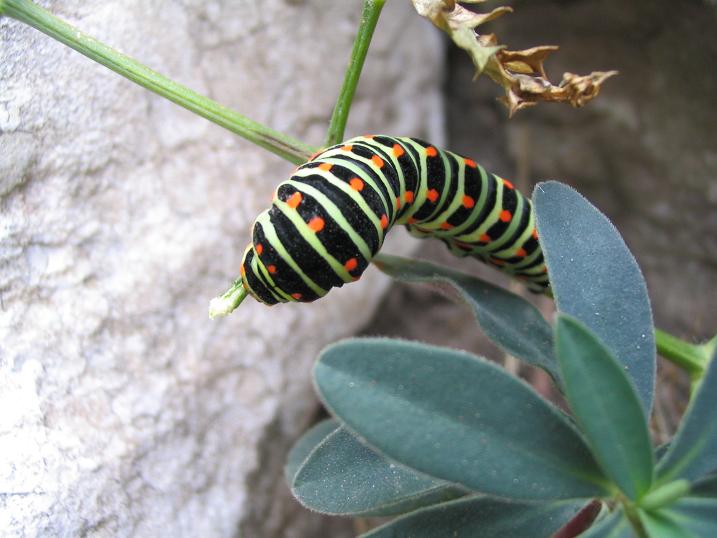 Drôle de bête, chenille au Mont Puget, france
