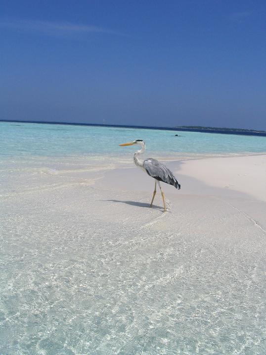 Héron sur la plage de sable blanc aux Maldives
Mots-clés: Maldives