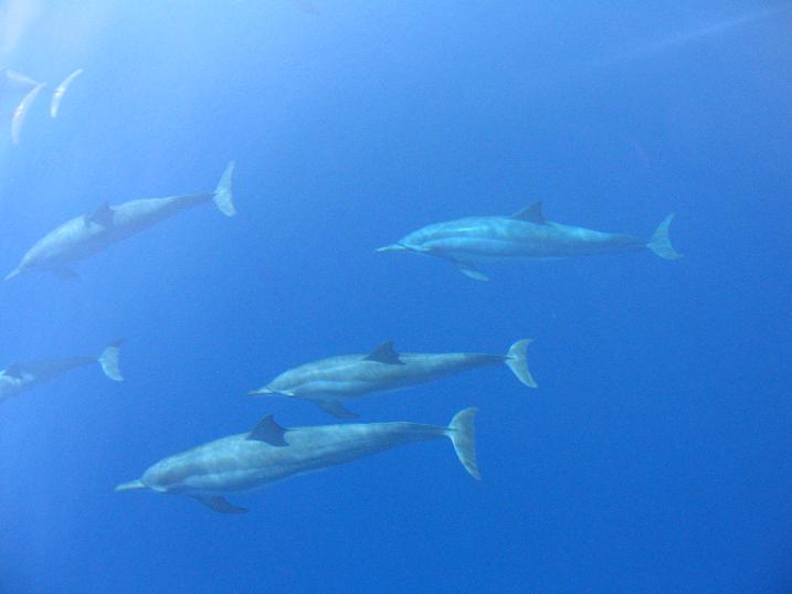 Nuage de dauphins dans l'océan, Maldives
