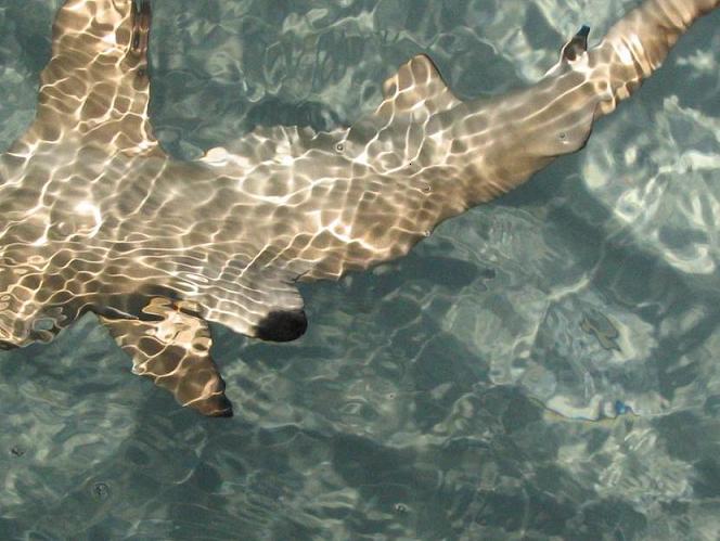 Kezako ? on dirait bien un petit requin qui se promène
