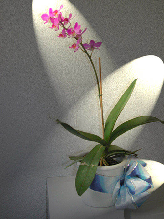 Orchidée mise en lumière
