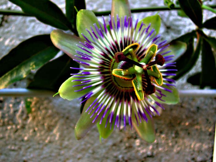 Passiflore
La fierté de mon jardin
