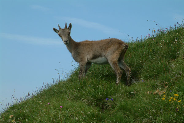 Chamois un peu jeunot
