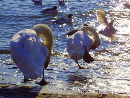 Mimétisme, ballet ou hasard ?

